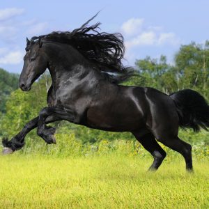 عکس برای پس زمینه